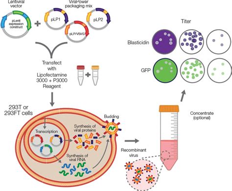 lentivirus production reagent.